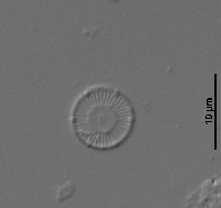 Image of Cyclotella pseudostelligera