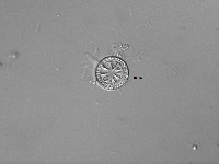 Image of Cyclotella antiqua