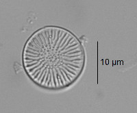 Image of Cyclotella bodanica