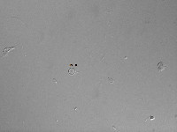 Image of Cyclotella comensis