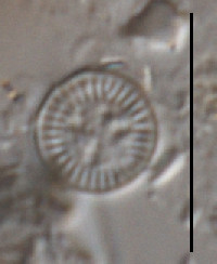 Image of Cyclotella ocellata