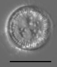 Image of Cyclotella tripartita