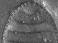 Cymatopleura elliptica image