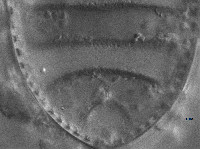 Cymatopleura elliptica image