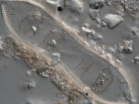 Image of Cymatopleura solea