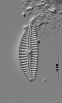 Cymbella affinis image