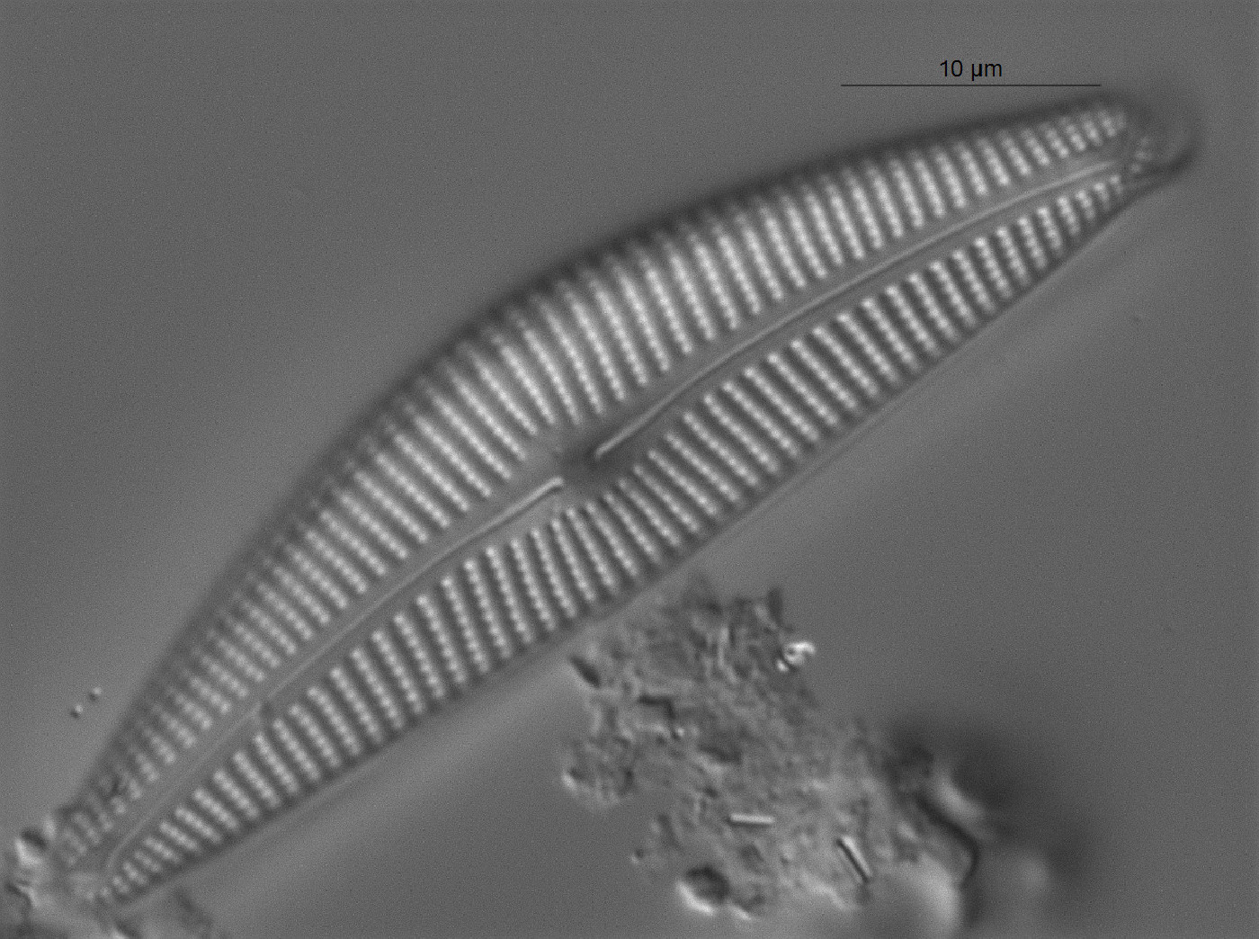 Cymbella lange-bertalotii image