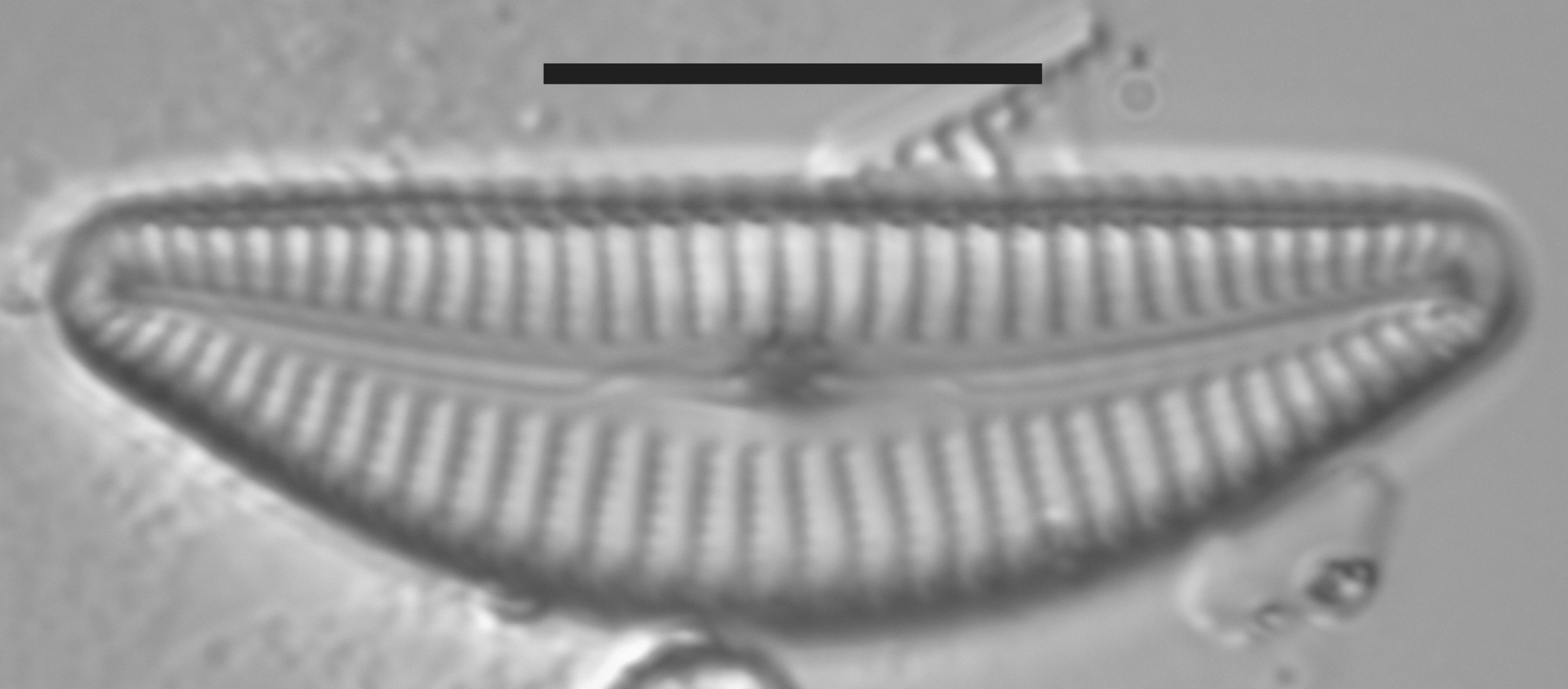 Cymbella vulgata image