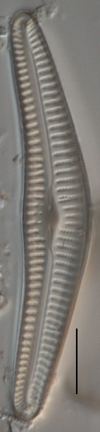 Cymbella cleve-eulerae image