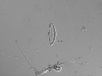 Cymbella affinis image