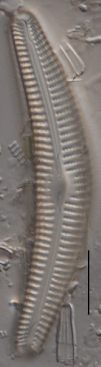 Image of Cymbella cleve-eulerae