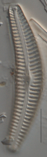Cymbella cleve-eulerae image