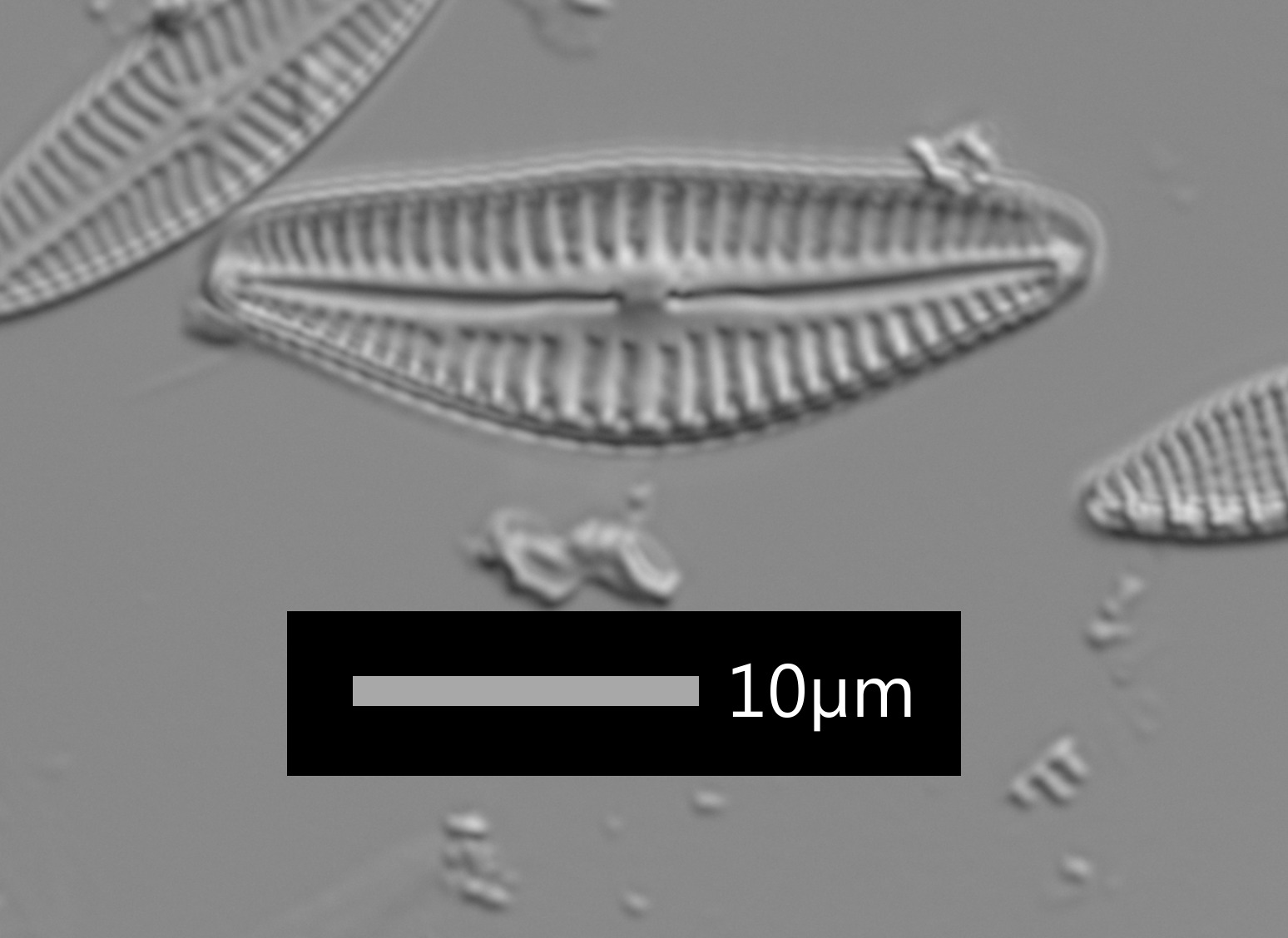 Cymbella leptoceros image