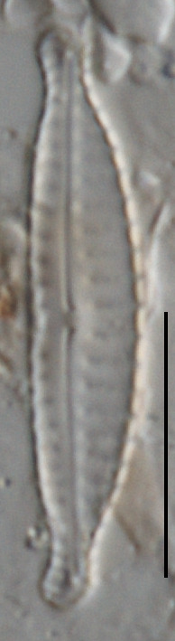 Cymbella schubartoides image