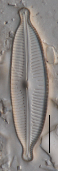 Image of Cymbopleura naviculiformis