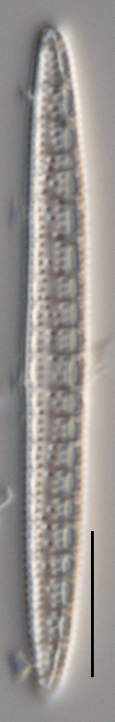 Denticula kuetzingii image