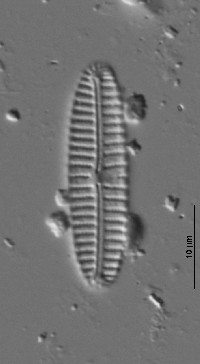 Encyonema appalachianum image