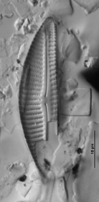 Image of Encyonema vulgare
