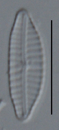 Encyonema perpusillum image