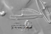 Encyonema rostratum image