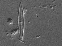 Encyonopsis cesatii image