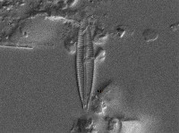 Encyonopsis cesatii image
