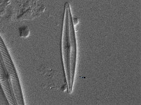 Encyonopsis stafsholtii image