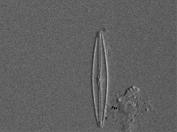 Encyonopsis stafsholtii image