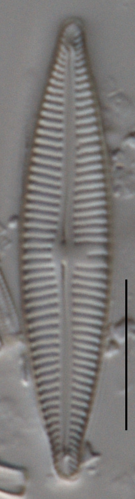 Encyonopsis cesatiformis image