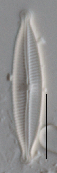 Encyonopsis descripta image