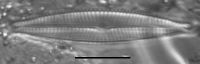 Image of Encyonopsis descripta