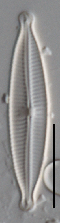 Encyonopsis descripta image