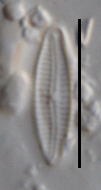 Encyonopsis krammeri image