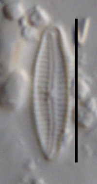 Image of Encyonopsis krammeri