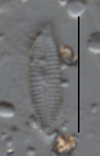 Image of Encyonopsis microcephala