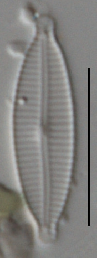 Image of Encyonopsis subminuta