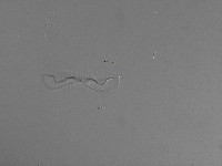 Entomoneis paludosa image