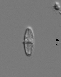 Eolimna minima image