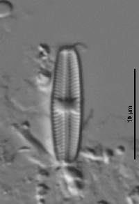 Eolimna minima image