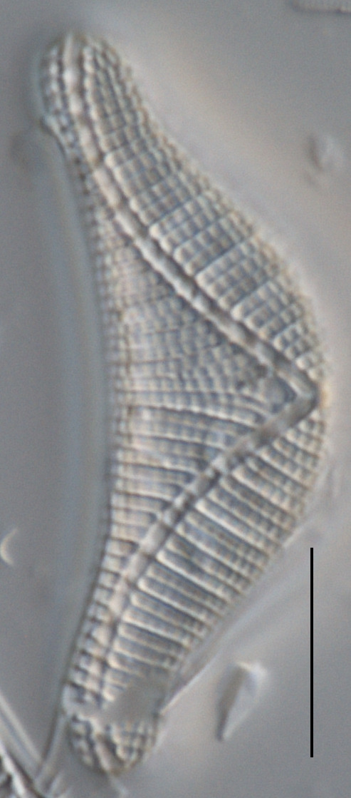 Epithemia smithii image