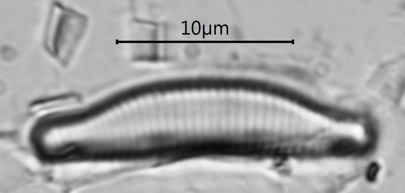 Eunotia carolina image