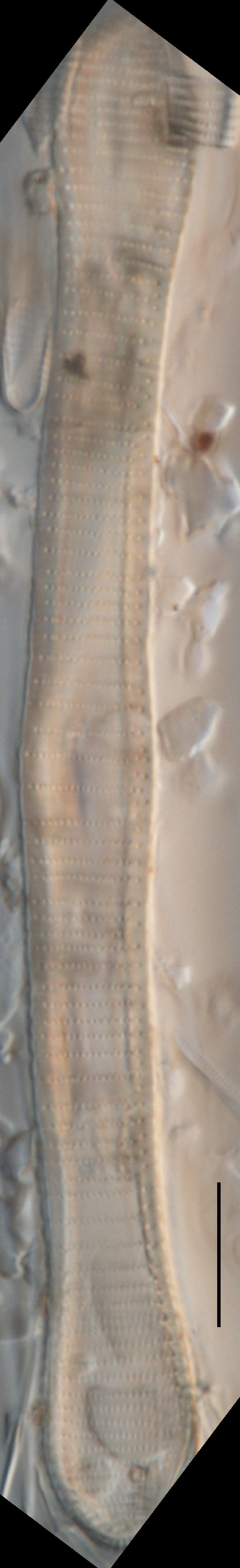 Eunotia formica image