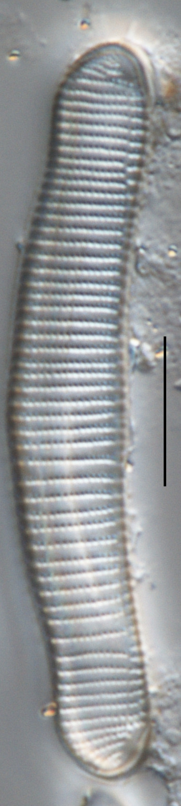 Eunotia metamonodon image