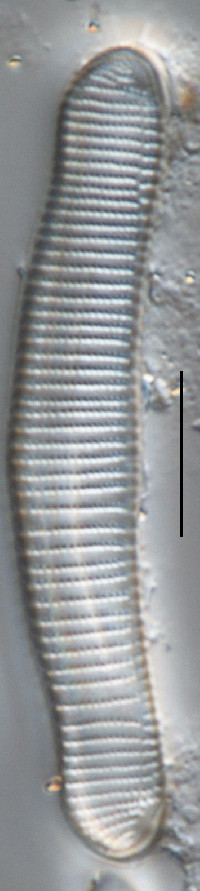 Eunotia metamonodon image