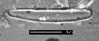 Eunotia papilioforma image
