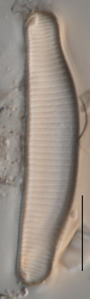 Eunotia soleirolii image