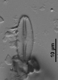 Fallacia pygmaea image