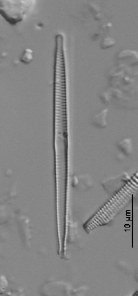 Fragilaria gracilis image