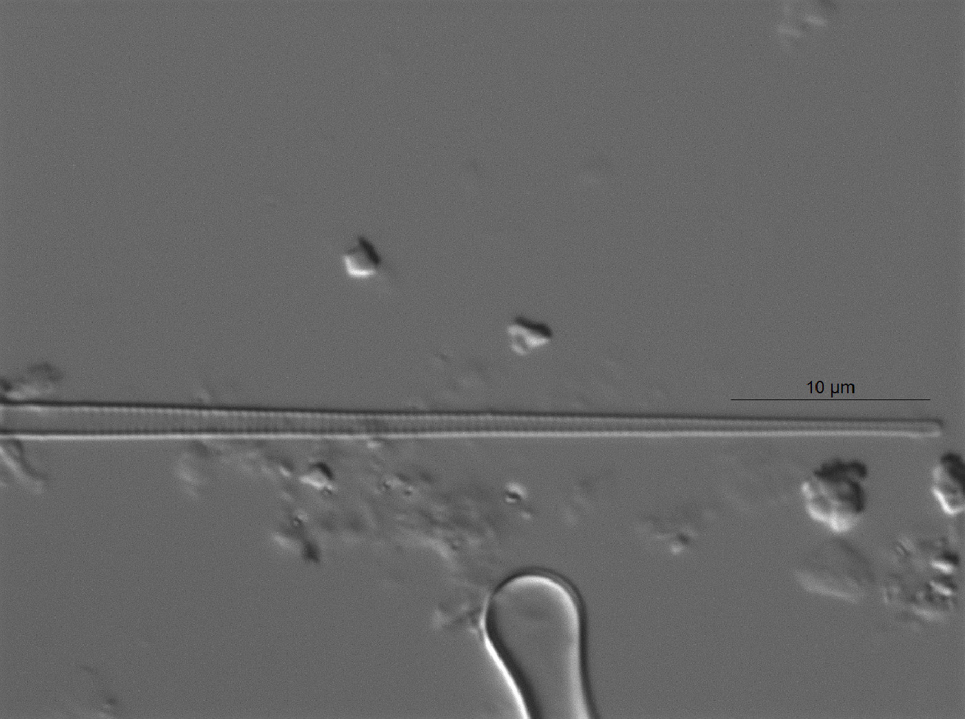 Fragilaria saxoplanctonica image