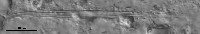 Fragilaria saxoplanctonica image